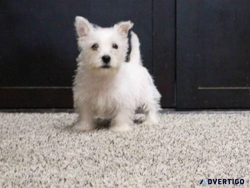 Cute West Highland White Terrier Puppies