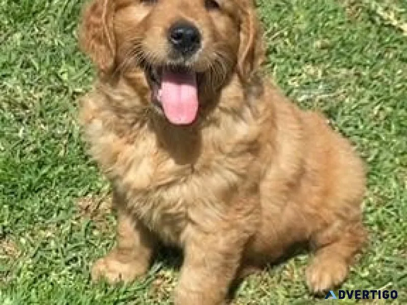 Golden Retriever Puppies