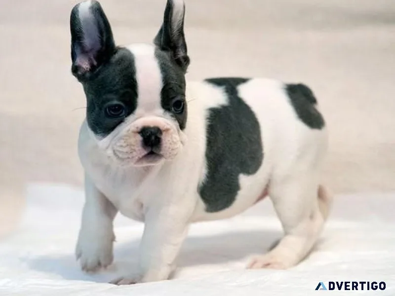 Adorable French Bulldog puppies ready now