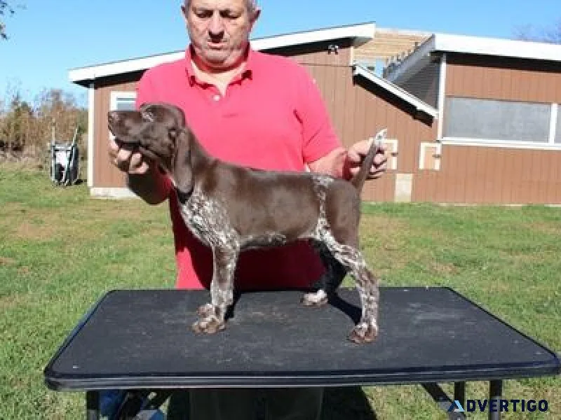 German Shorthaired Pointer puppies ready now