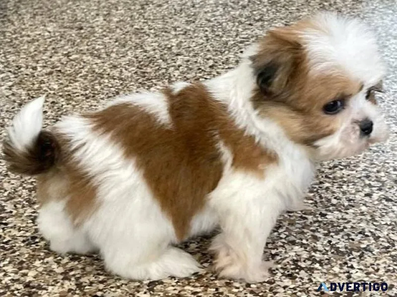 Beautiful Lhasa Apso Puppies searching for new forever homes