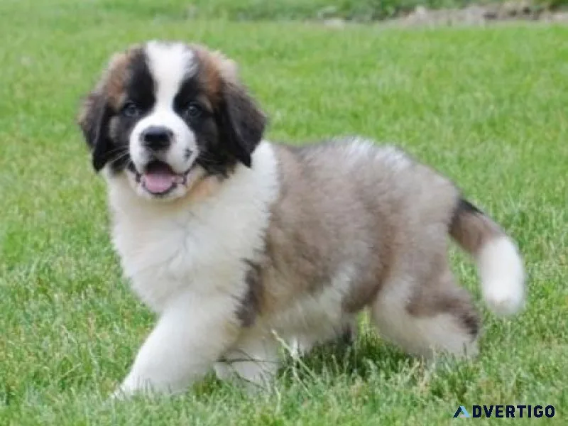 Beautiful Saint Bernard available