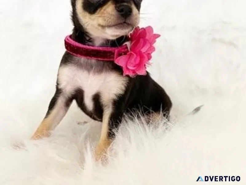Healthy Chihuahua puppies for forever homes