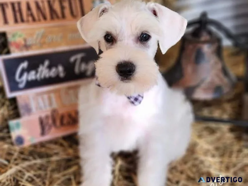 Jasper AKC Miniature Schnauzer