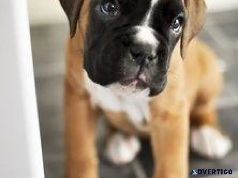 Adorable AKC Boxer puppies Available.