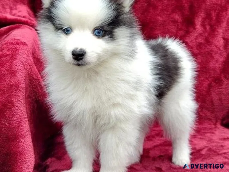 Home raised Pomsky puppies for sale.