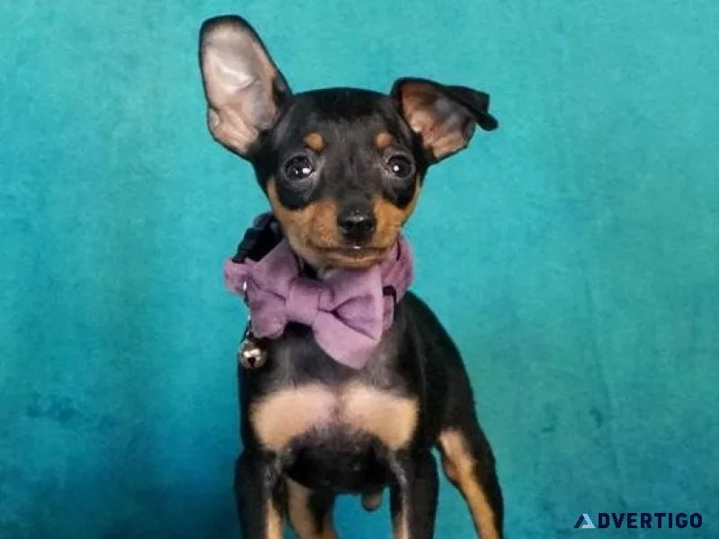 AKC Mini Pinscher Puppies ready for new homes now