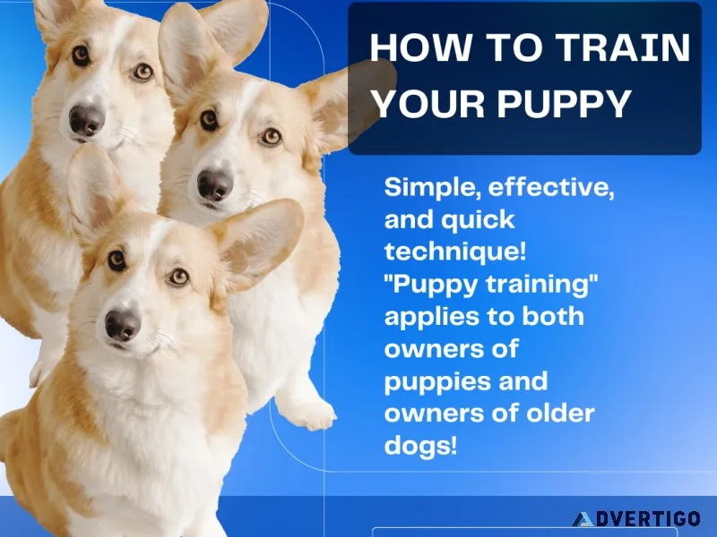 How To Train Your Puppy