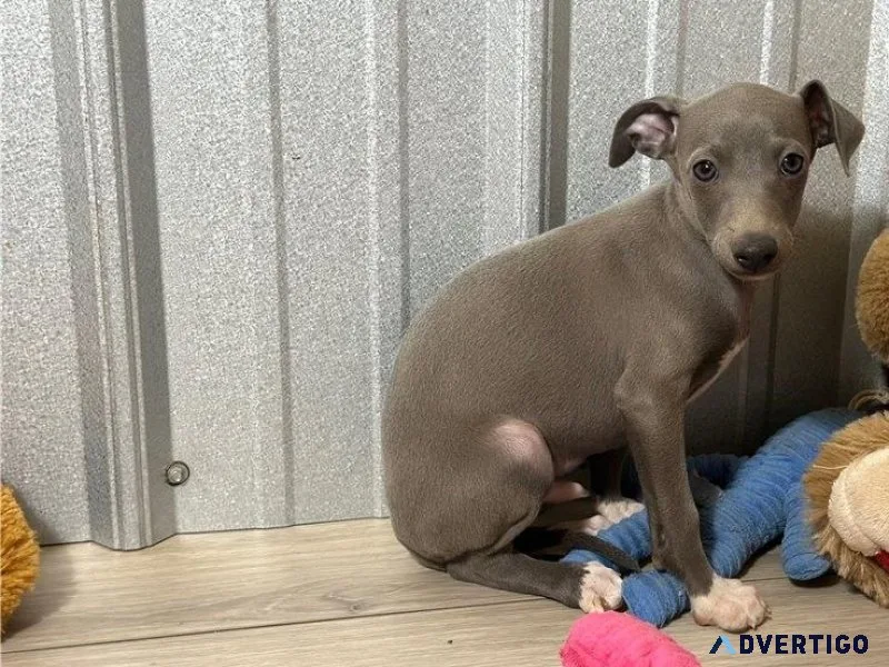 Home raised Italian Greyhound puppies