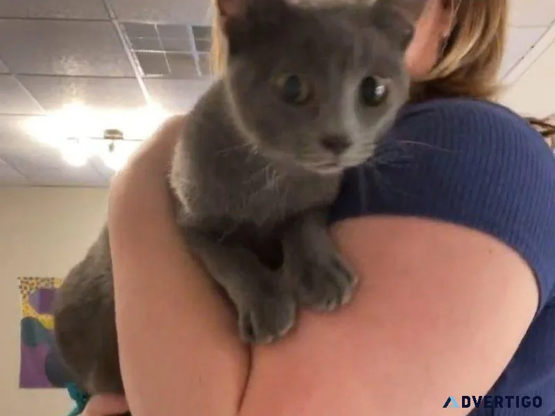 Pets