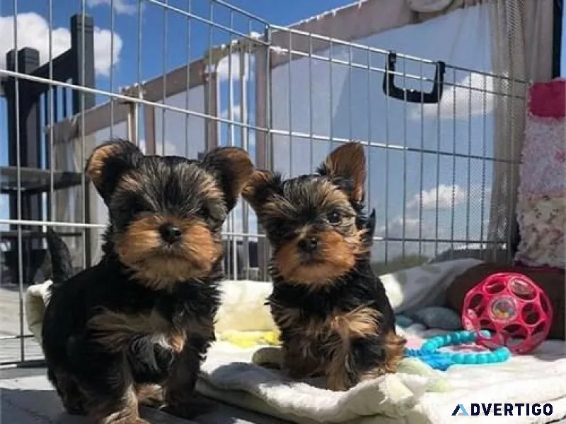 Gorgeous Tiny Yorkie Puppies
