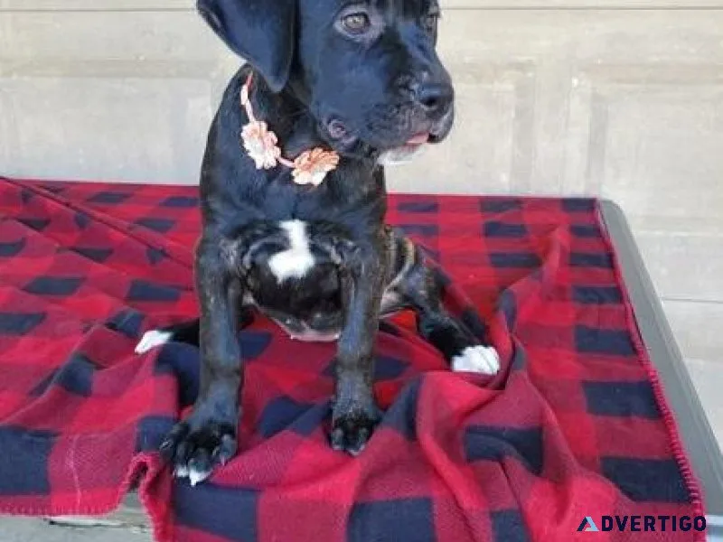 Well socialized Cane Corso puppies.