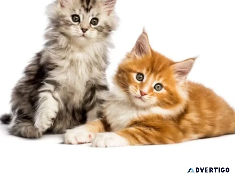 cat grooming services
