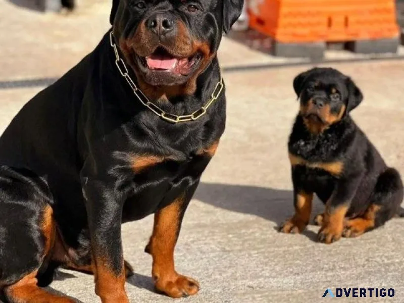 Home raised Rottweiler Puppies Available