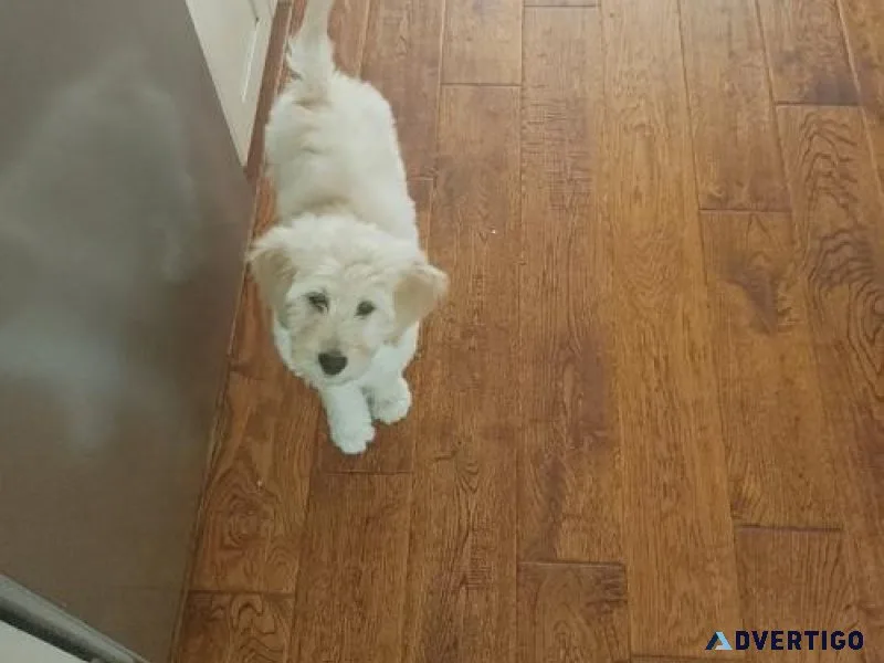Gorgeous Goldendoodle Puppies ready now