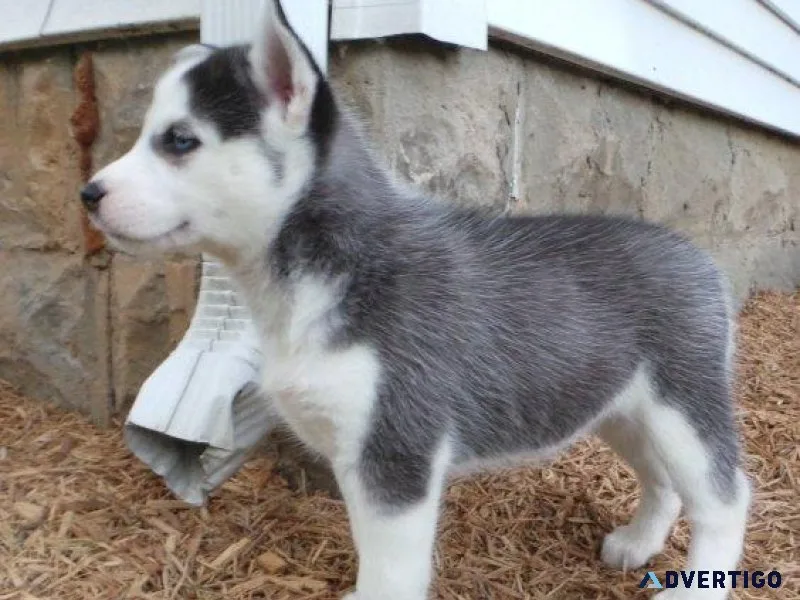 Blue Eyes Siberian Husky Puppies available
