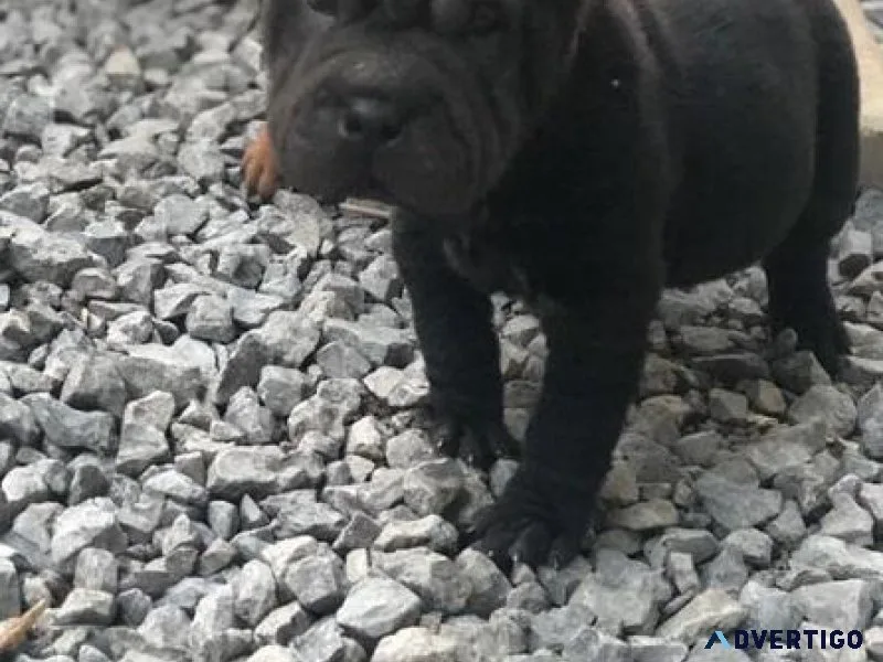 Gorgeous Chinese Shar-Pei puppies  ready now