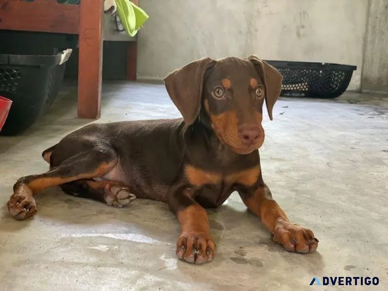 Home raised Doberman Pinscher puppies for sale