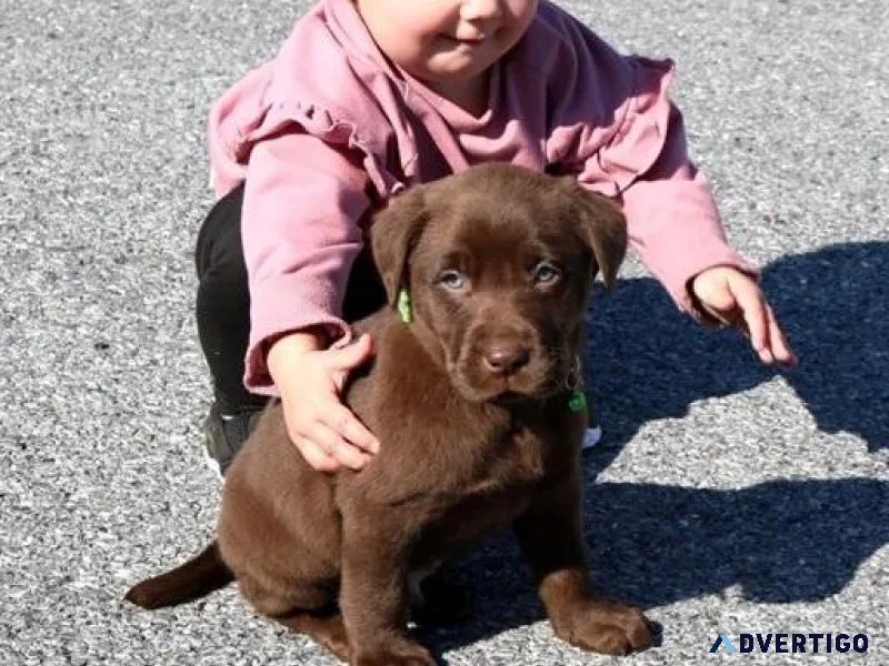 Beautiful Labrador Retriever Puppies
