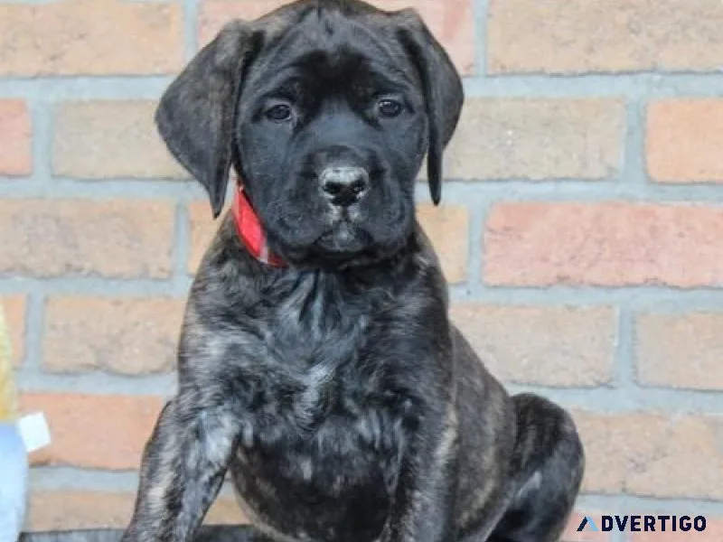 Home raised Bullmastiff puppies