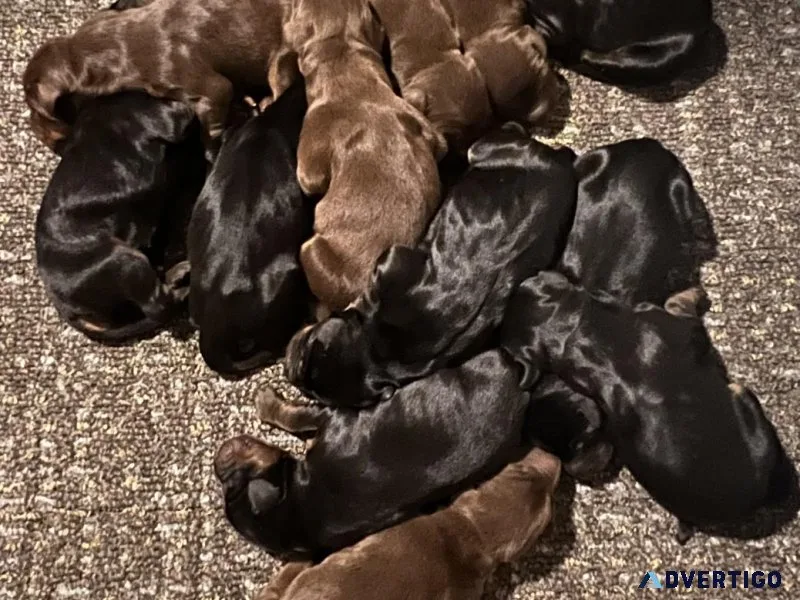 AKC European Doberman puppies