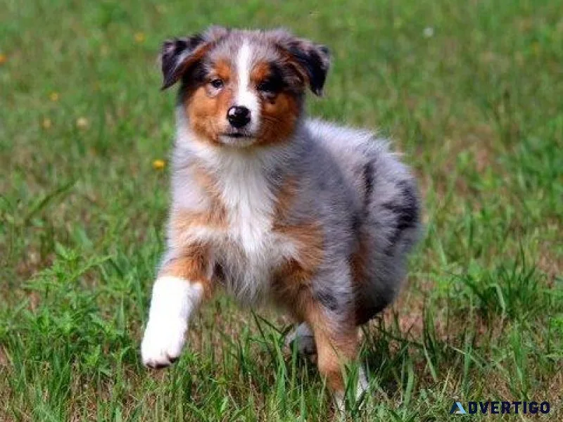 Gorgeous Australian Shepherd puppies Available