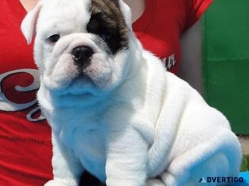 Home raised Mini English Bulldog puppies
