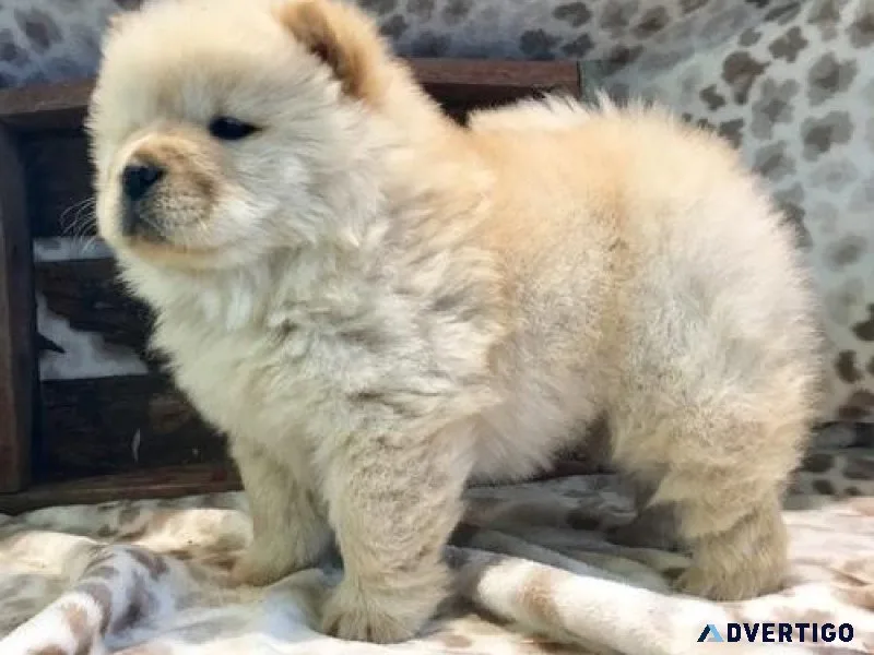 AKC Chow Chow puppies for forever homes