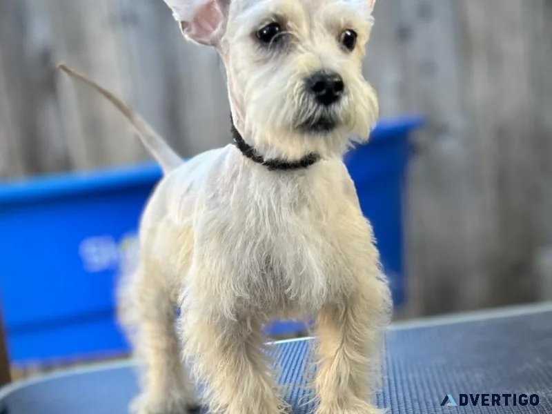Mini Schanuzer (male) 10 weeks