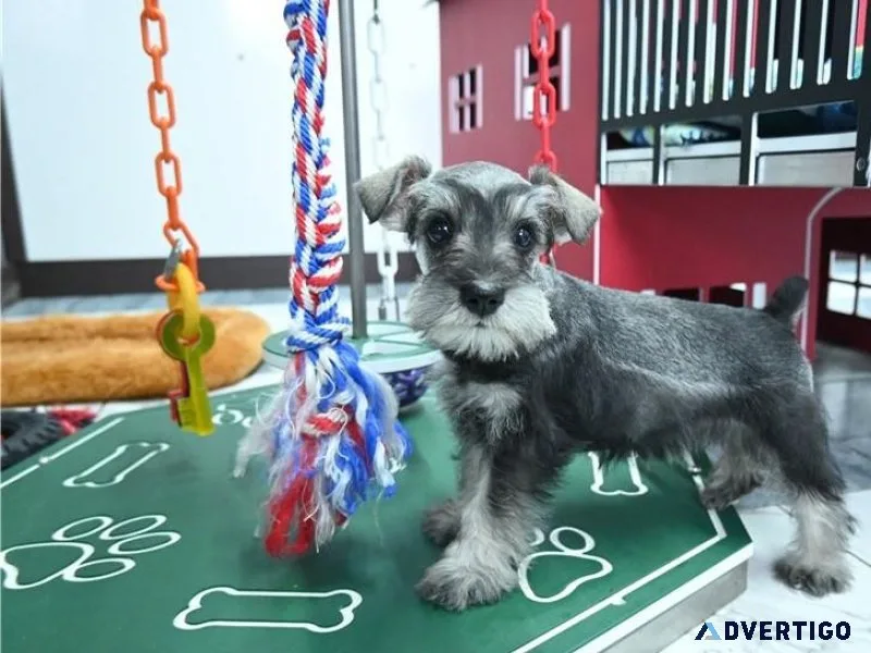 Lovely Miniature Schnauzer Puppies ready