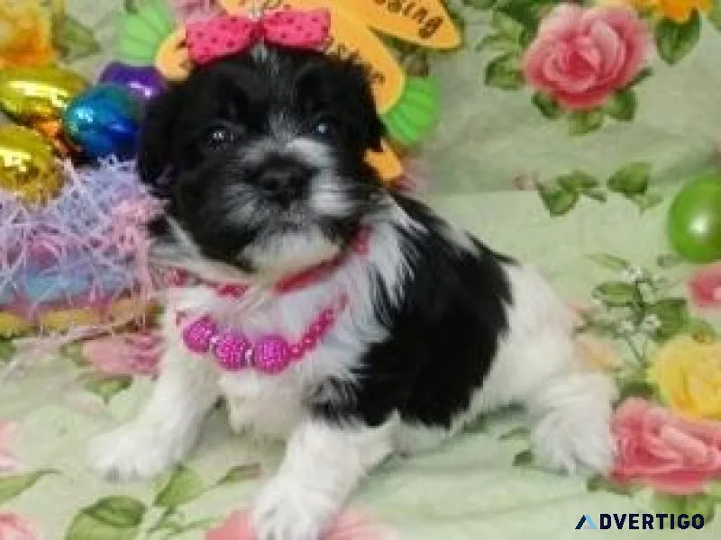 Healthy Havanese puppies for lovely homes