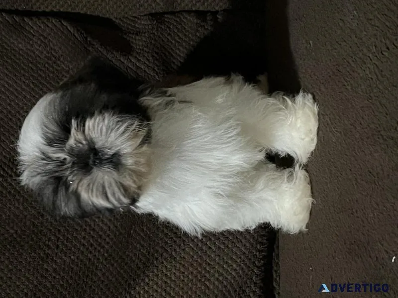 Shih Tzu