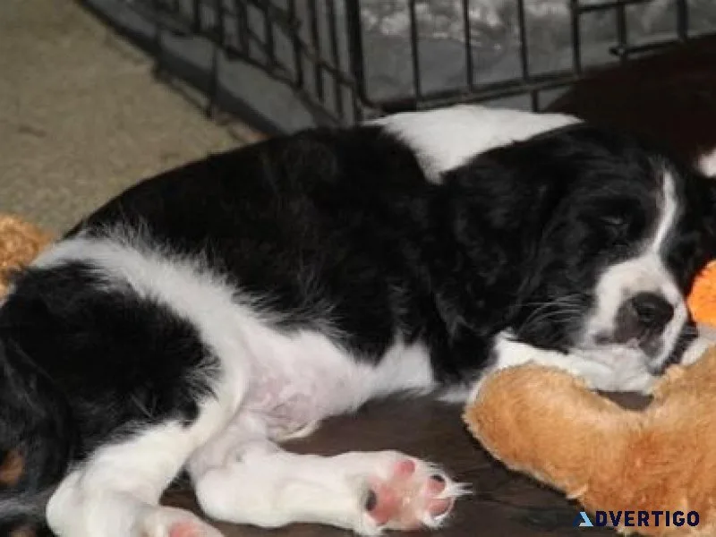 Gorgeous English Springer Spaniel puppies available
