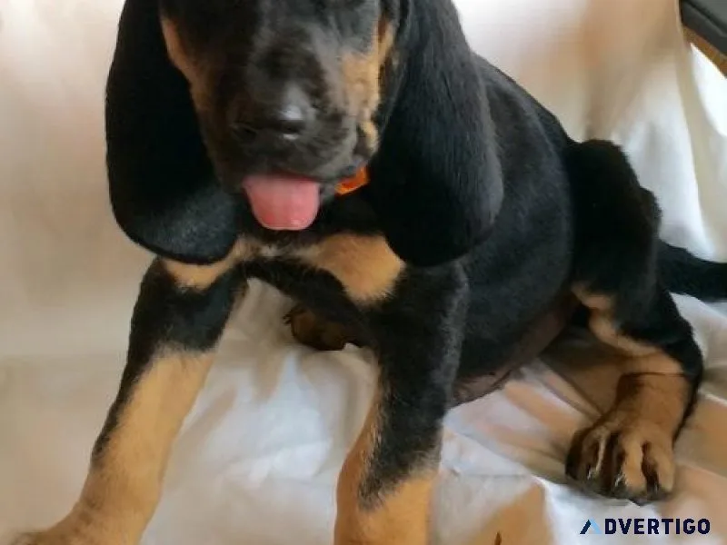 Home raised Bloodhound puppies For adoption