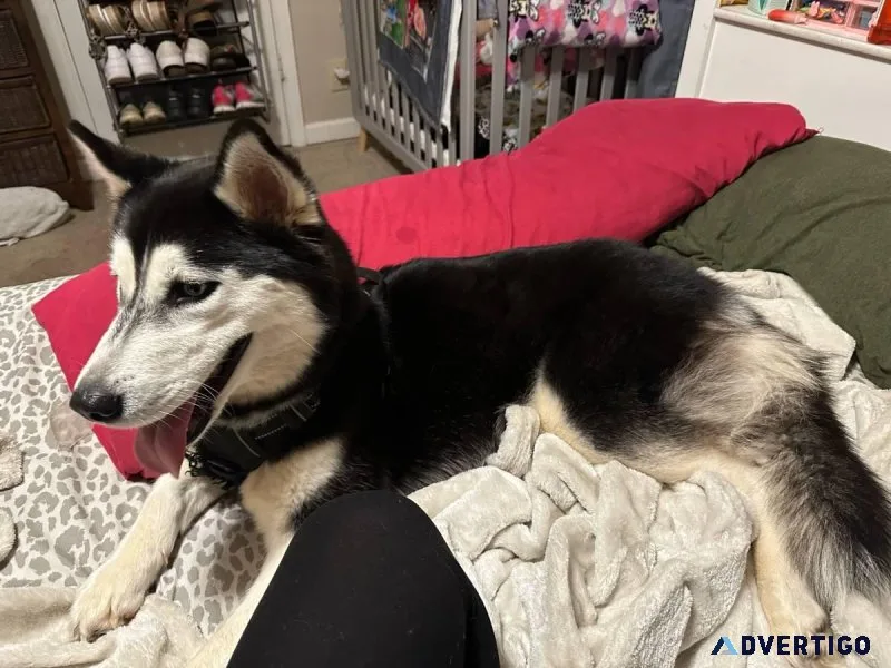 AKC Siberian husky