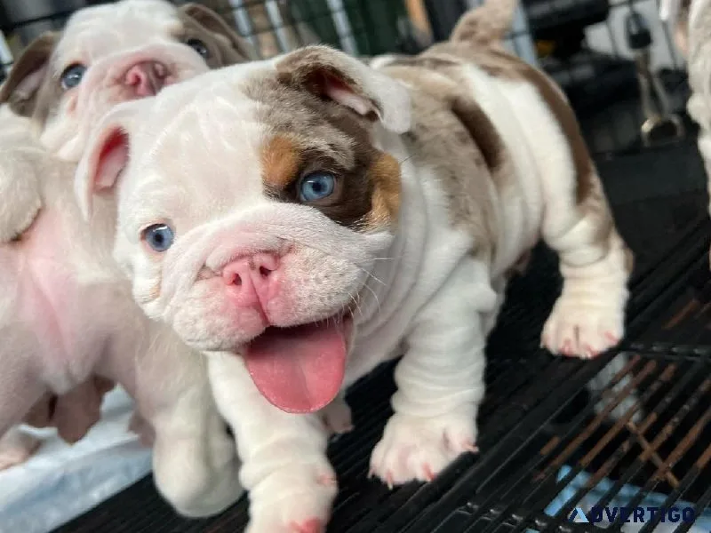 English Bulldog Pup