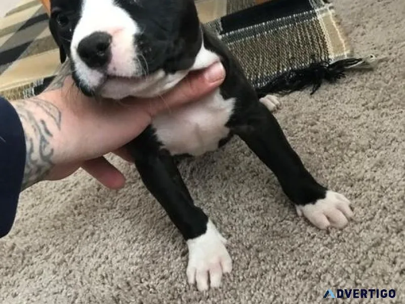 Adorable American Pit Bull Terrier puppies