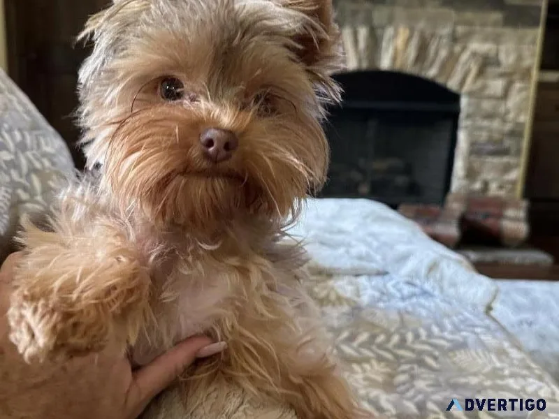 Chocolate Female YORKIE