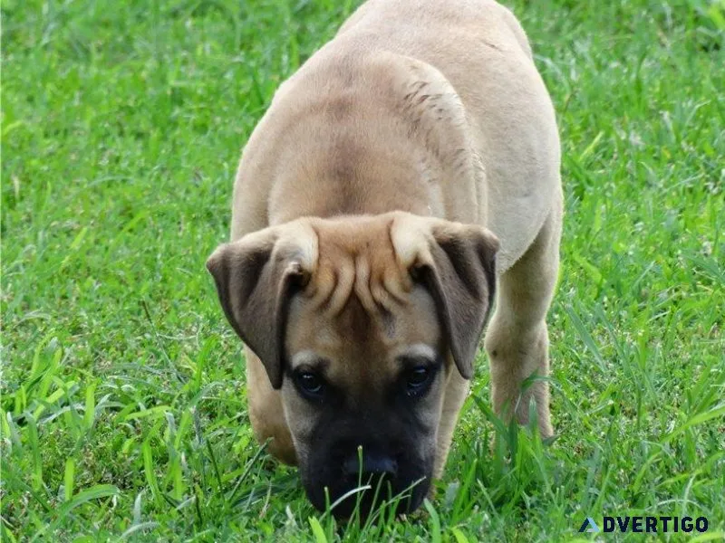 Obedient Bullmastiff Puppies for adoption