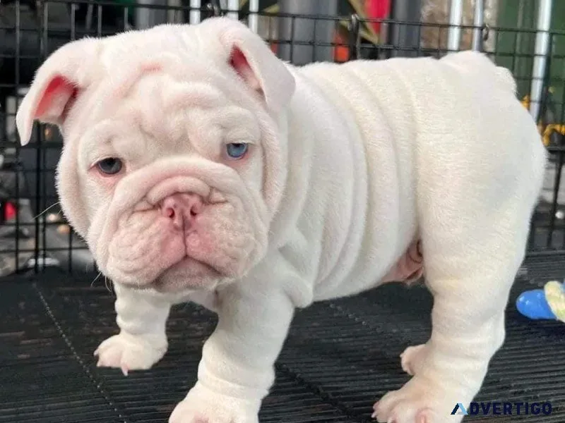 Female English Bulldog
