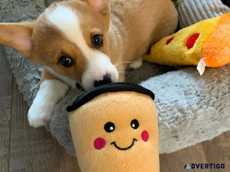 Adorable cute corgi puppies for adoption