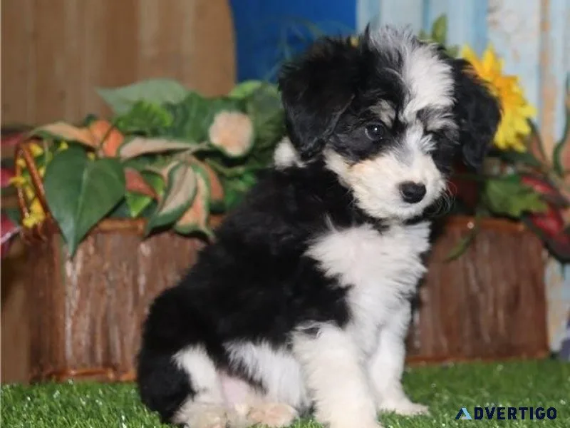Amazing Aussiedoodle puppies for adoption