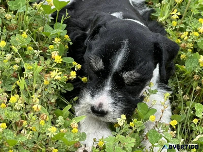 mini schnauzer