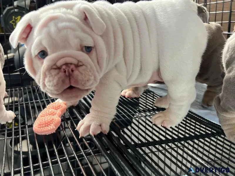 ACK Registered English Bulldog