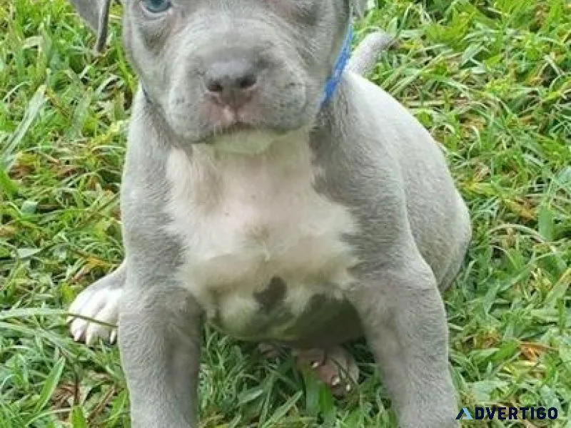Well Trained American Pit Bull Terrier Puppies Ready