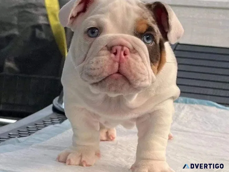 Bulldogs Available