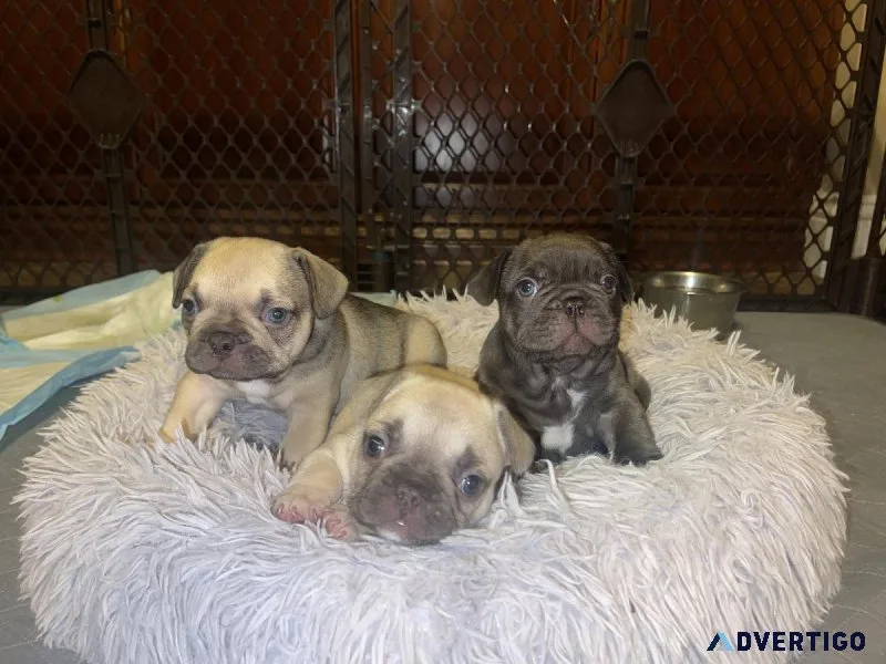 AKC French Bulldog Puppies
