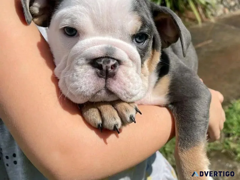 AKC Registered English Bulldogs for Sale