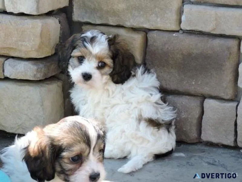 CKC Cavachon Puppies for adoption