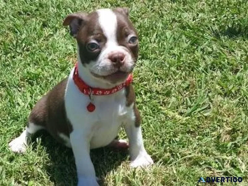 Male and female Boston Terrier puppies available